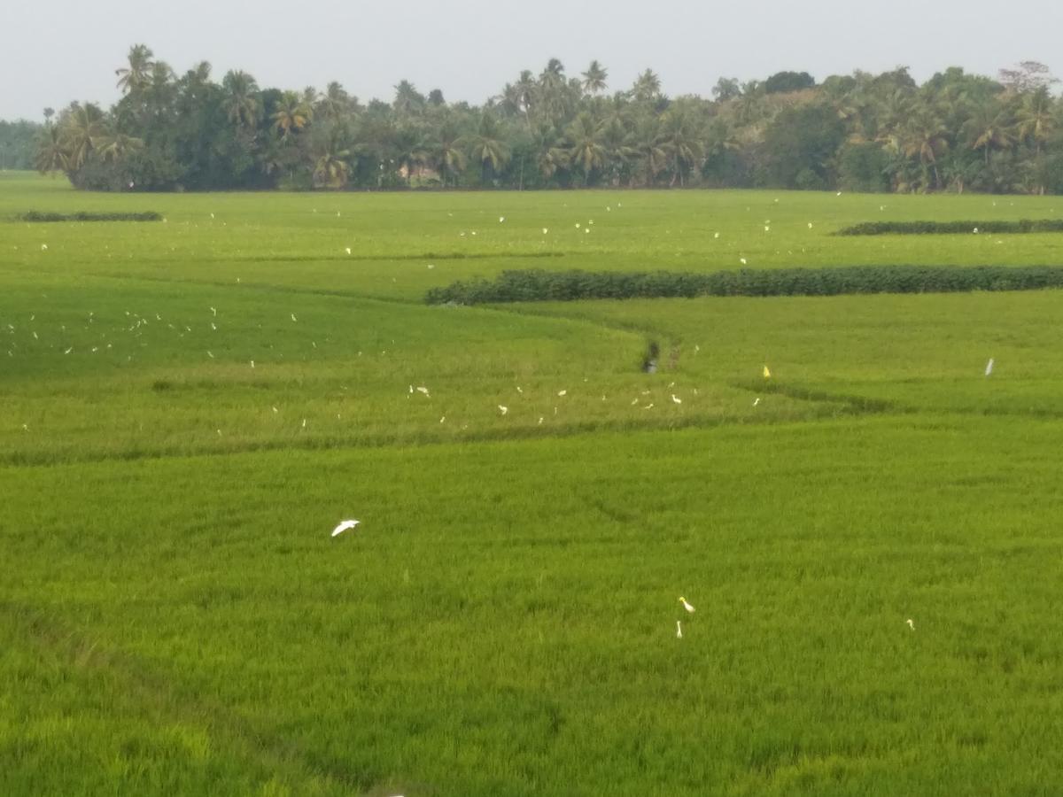 Pozhiyoram Ayurveda Beach Resort Alappuzha Dış mekan fotoğraf